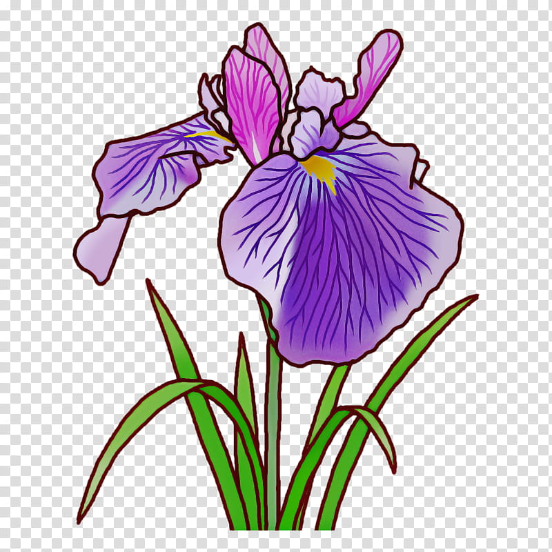 northern blue flag orris root plant stem tulip leaf, Flower, Violet, Pansy, Cut Flowers, Iris Family, Petal, Irises transparent background PNG clipart