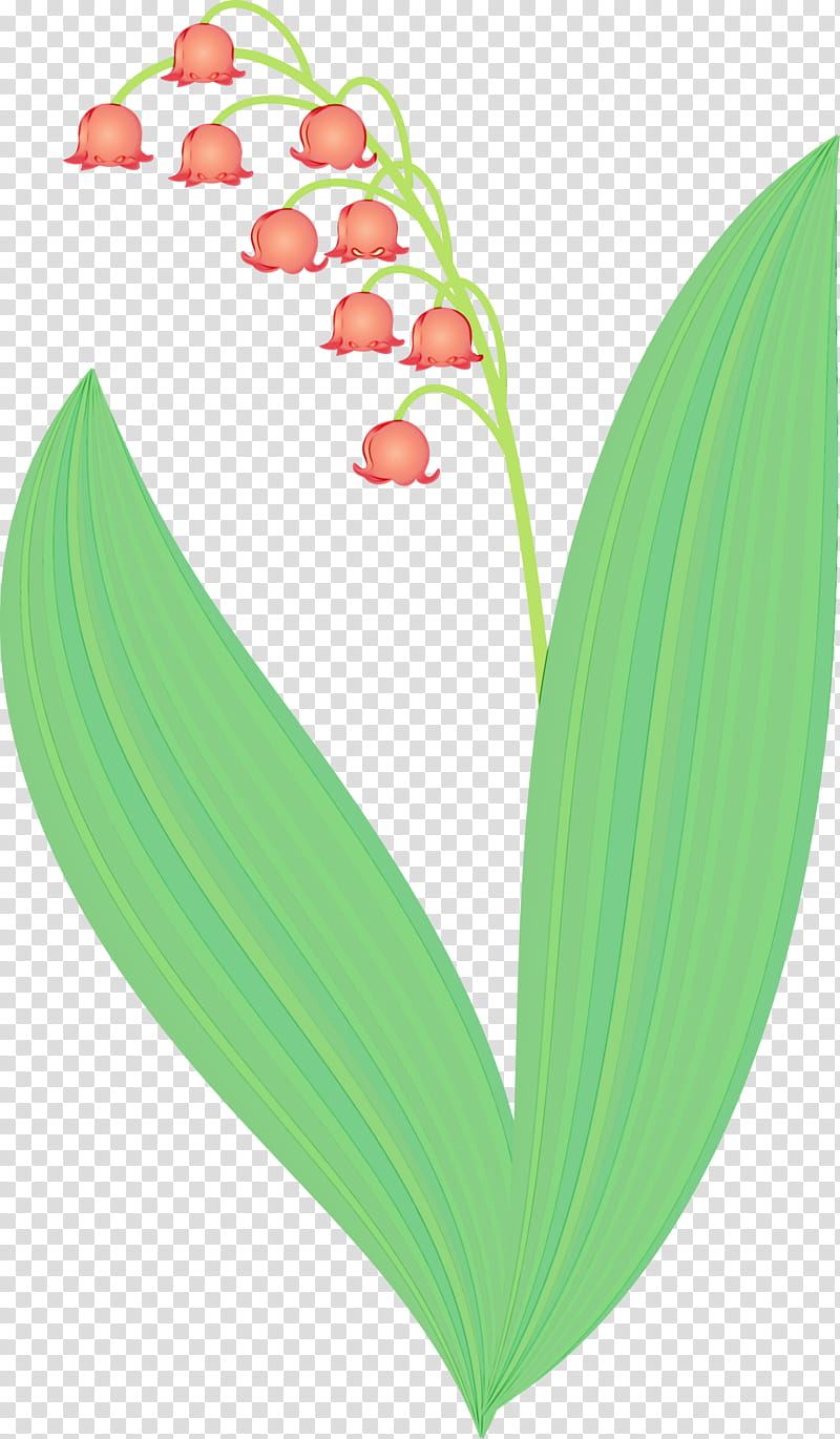 lily of the valley flower leaf plant heart, Lily Bell, Watercolor, Paint, Wet Ink, Petal transparent background PNG clipart