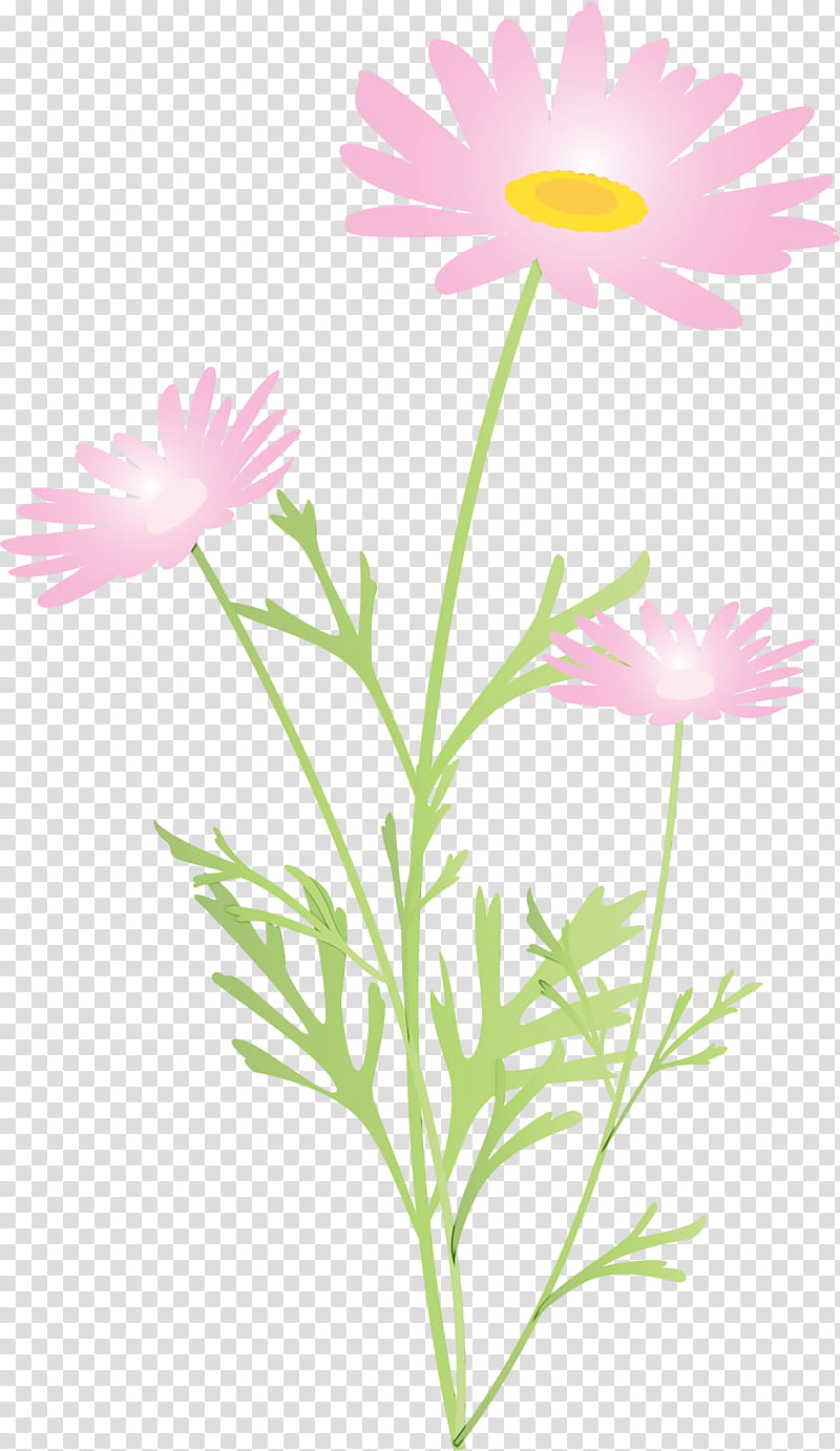 Daisy, Marguerite Flower, Spring Flower, Watercolor, Paint, Wet Ink, Chamomile, Plant transparent background PNG clipart