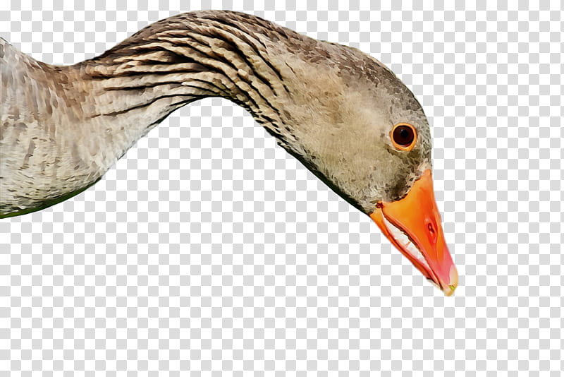 beak bird goose water bird duck, Wild, Animal, Watercolor, Paint, Wet Ink, Ducks Geese And Swans, Black Skimmer transparent background PNG clipart