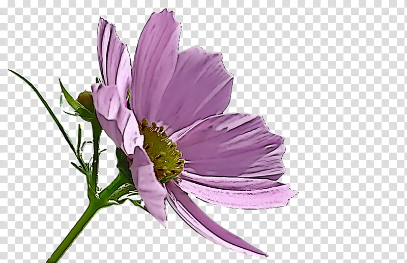 spring flower spring floral flowers, Plant, Petal, Cosmos, Daisy Family, Garden Cosmos, Wildflower, Cut Flowers transparent background PNG clipart