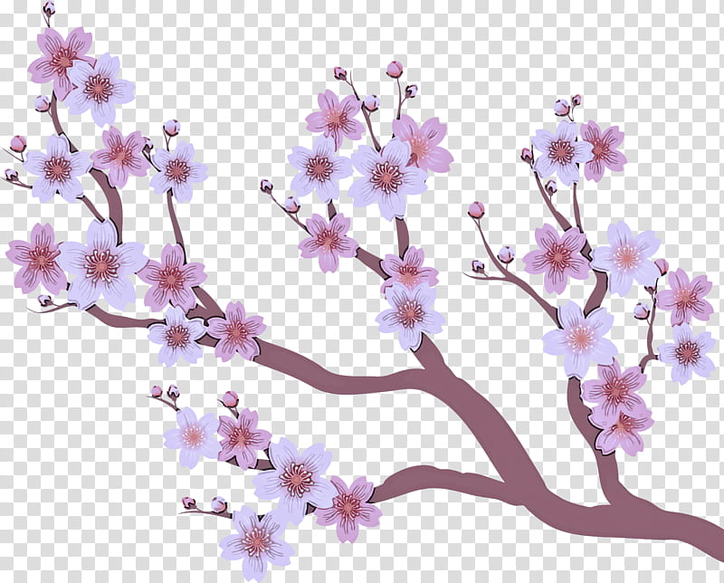 Cherry blossom, Petal, Stau150 Minvuncnr Ad, Twig, Pink M, Spring Framework, Flower, Plants transparent background PNG clipart