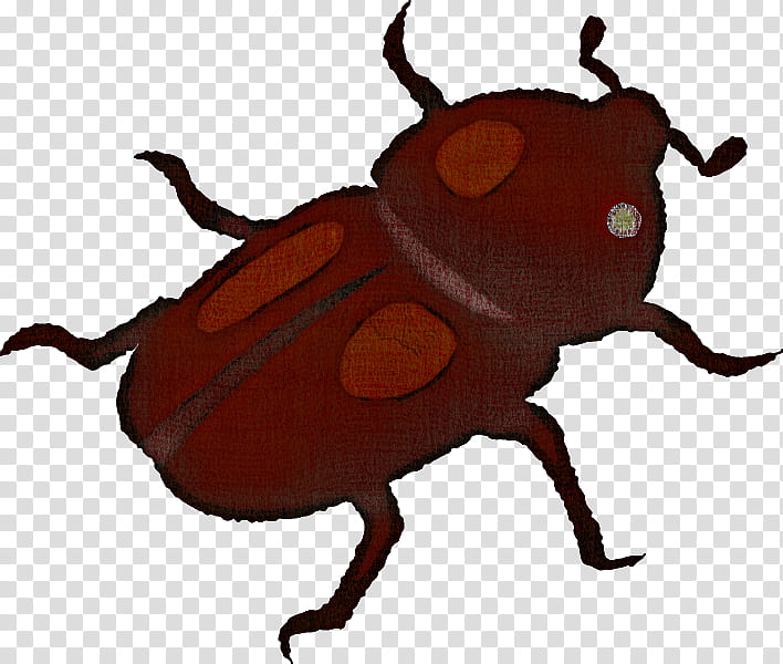 insect beetle japanese rhinoceros beetle scarabs weevil, Stag Beetles, Elephant Beetle, Pest, Ground Beetle, Darkling Beetles, Blister Beetles, Leaf Beetle transparent background PNG clipart