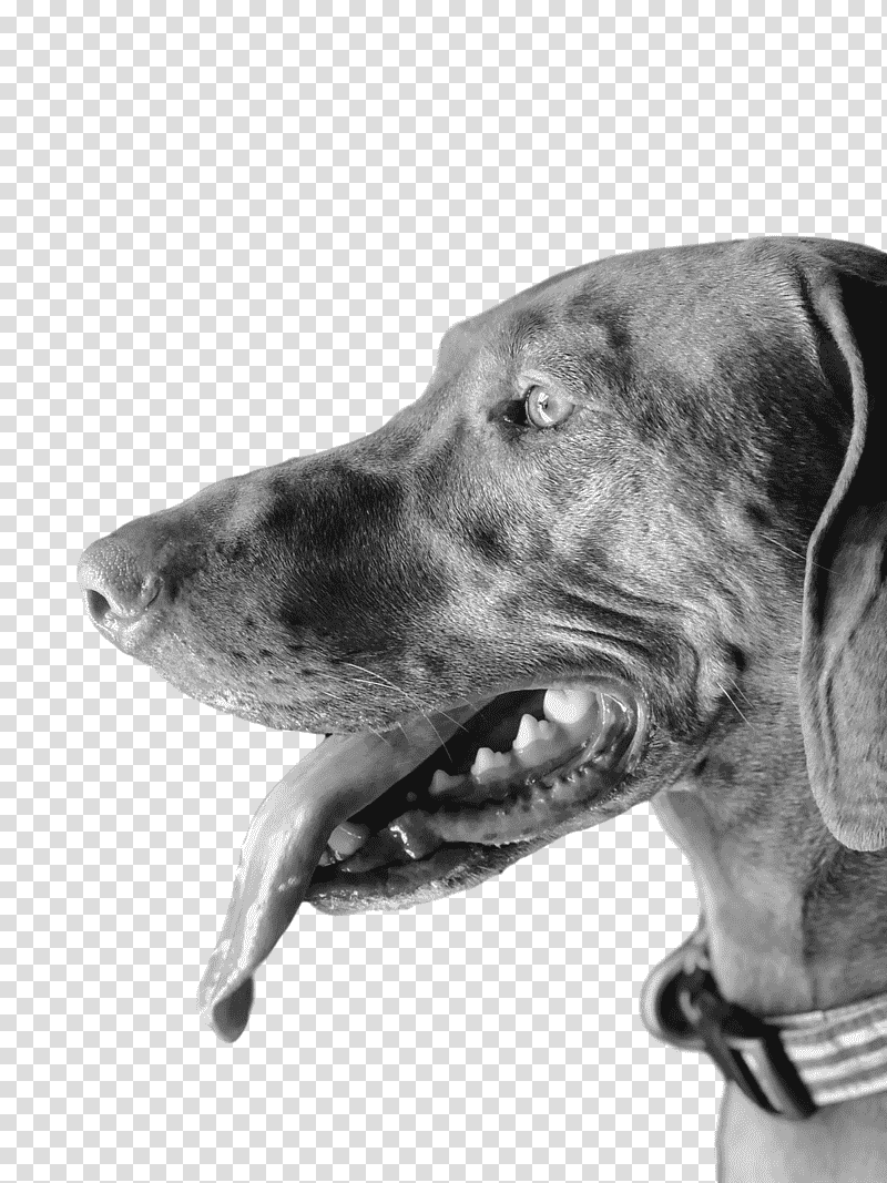 weimaraner snout dog collar head, Black And White M, Breed transparent background PNG clipart