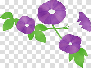 violet purple flower plant morning glory, Morning Glory Flower, Watercolor, Paint, Wet Ink, Petal, Leaf, Morning Glory Family transparent background PNG clipart thumbnail
