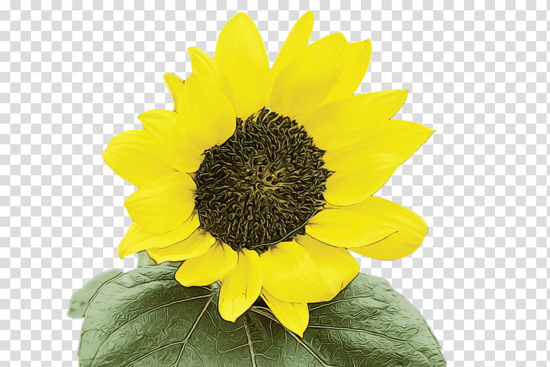 daisy family sunflower seed flower petal yellow, World Aids Day, Bodhi Day, All Saints Day, All Souls Day, Christ The King, St Andrews Day transparent background PNG clipart