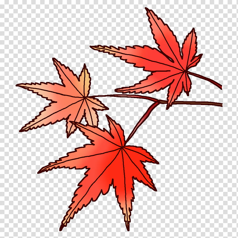 Maple leaf, Symmetry, Line, Flower, Science, Plants, Biology, Plant Structure transparent background PNG clipart