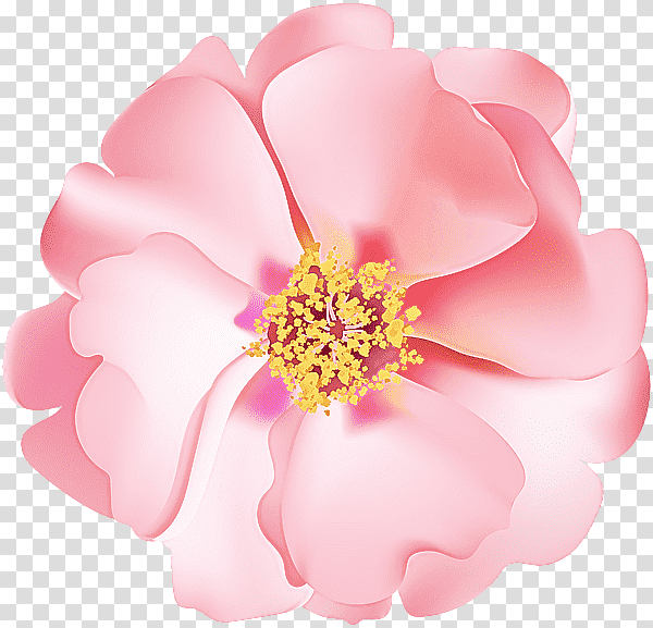 Rose, Rose Family, Petal, Flower transparent background PNG clipart