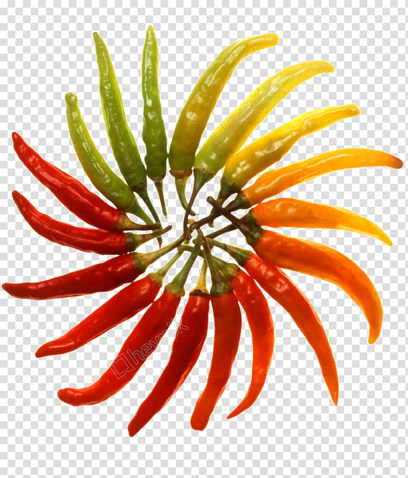 plant flower chili pepper peperoncini nightshade family, Gazania, Vegetable transparent background PNG clipart