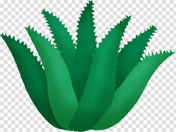Aloe vera, Leaf, Plant Stem, Green, Flowerpot, Closeup, Lawn, Aloes transparent background PNG clipart