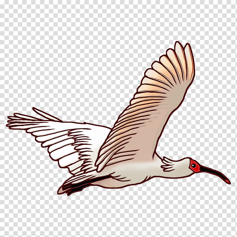 Feather, Watercolor, Paint, Wet Ink, Beak, Birds, Pelecaniformes, Stork transparent background PNG clipart