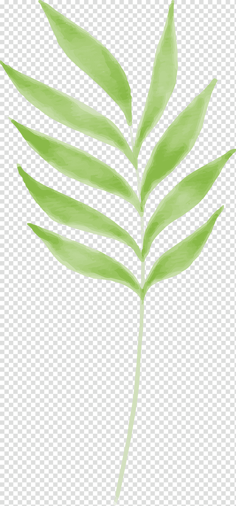 leaf plant stem grasses tree branching, Plants, Science, Biology, Plant Structure transparent background PNG clipart