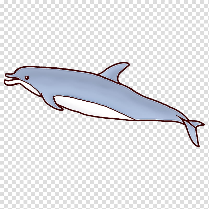 short-beaked common dolphin rough-toothed dolphin white-beaked dolphin wholphin porpoise, Shortbeaked Common Dolphin, Roughtoothed Dolphin, Whitebeaked Dolphin, Toothed Whale, Cetaceans, Whales, Longbeaked Common Dolphin transparent background PNG clipart