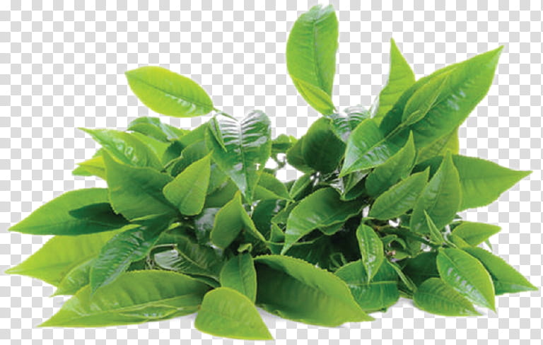 Green tea, Bay Leaf, Herb, Bay Laurel, Leaf Vegetable, Lemon Beebrush, Tea Bag, Green Tea Powder transparent background PNG clipart