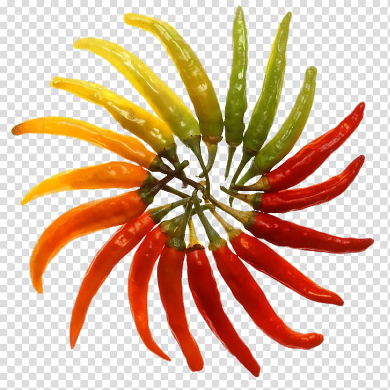 bird's eye chili cayenne pepper chili pepper peppers paprika, Birds Eye Chili, Pepperoni, Spice, Peperoncino, Capsaicin, Vegetable, Black Pepper transparent background PNG clipart