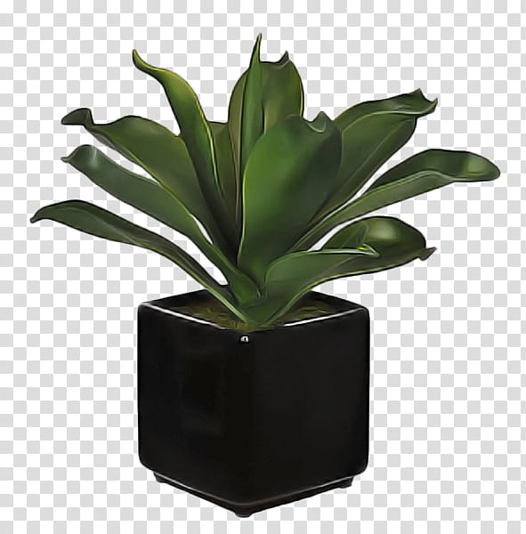 Cactus, Flowerpot, Houseplant, Succulent Plant, Hydrangea, Agave, Shrub, Vase transparent background PNG clipart