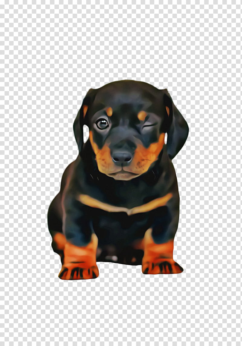 Cute, Cute Dog, Pet, Animal, Black And Tan Coonhound, Dachshund, Austrian Black And Tan Hound, Polish Hunting Dog transparent background PNG clipart