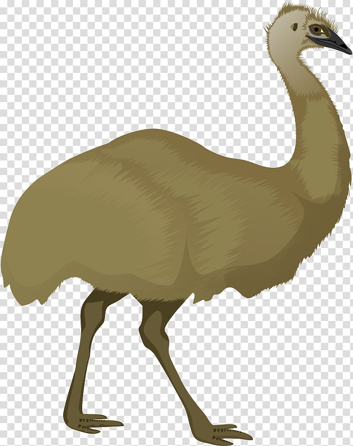 bird flightless bird ratite greater rhea ostrich, Beak, Emu, Cranelike Bird, Wildlife, Whooping Crane transparent background PNG clipart