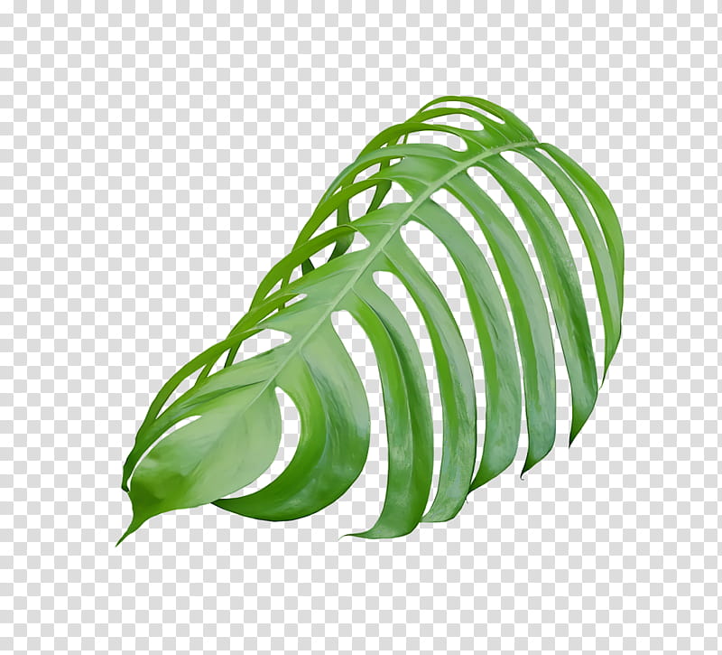 leaf microsoft powerpoint google slides presentation keynote, Presentation Slide, Diagram, Forest Leaf Green, Fresh Fern, Chart, Plants transparent background PNG clipart