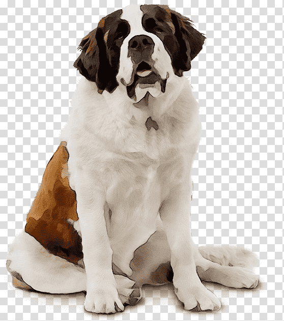 st. bernard drentse patrijshond cat snout companion dog, Watercolor, Paint, Wet Ink, St Bernard, Breed, Fur transparent background PNG clipart