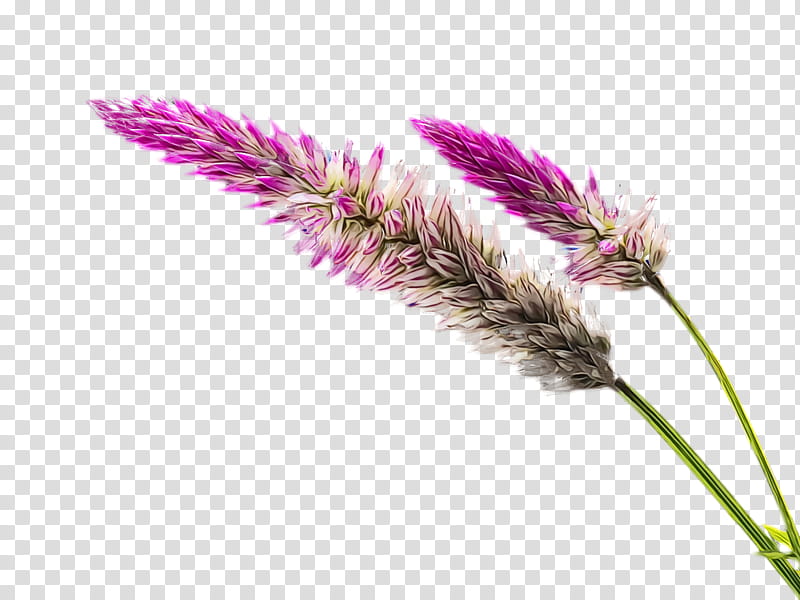 flower plant grass family grass elymus repens, Spring
, Watercolor, Paint, Wet Ink, Phragmites, Amaranth Family transparent background PNG clipart