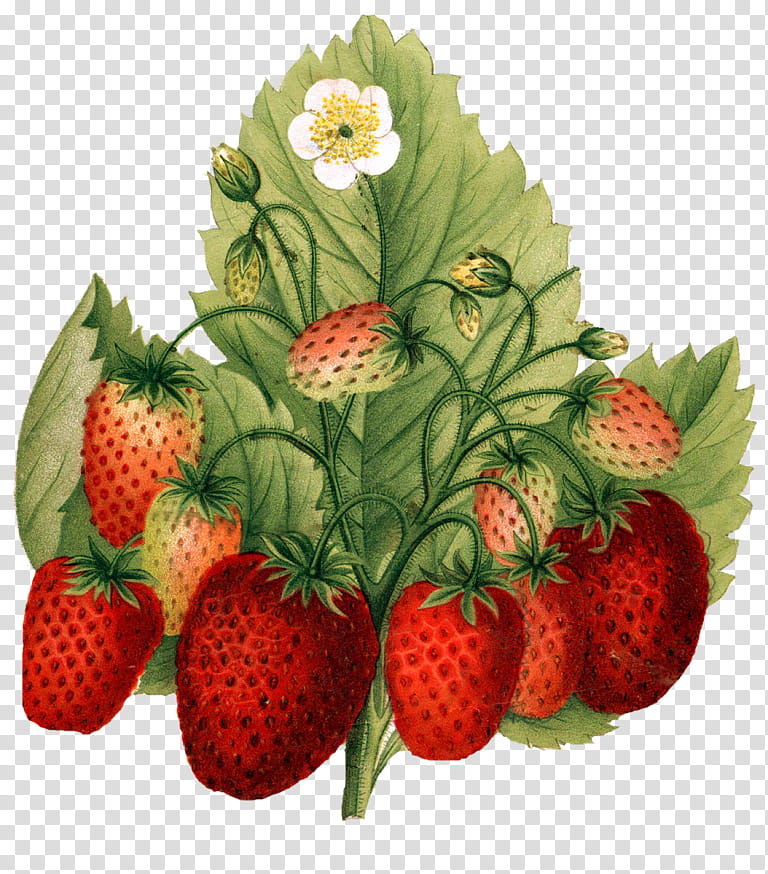 Strawberry, Strawberries, Natural Foods, Fruit, Plant, Frutti Di Bosco, Accessory Fruit, Alpine Strawberry transparent background PNG clipart