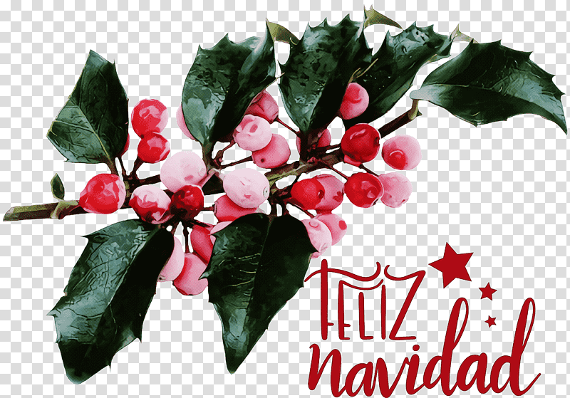 Feliz Navidad Merry Christmas, Common Holly, Yaupon Holly, Japanese Holly, Shrub, Christmas Day, Branch transparent background PNG clipart