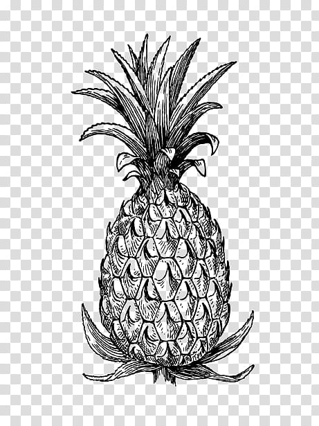Pineapple, Ananas, Fruit, Plant, Food, Poales, Blackandwhite, Drawing transparent background PNG clipart