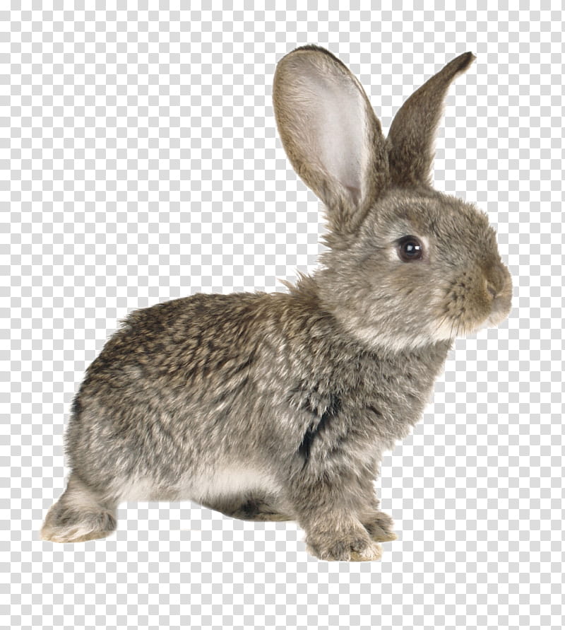 Rabbit, European Rabbit, European Hare, Drawing, Wildlife, Tail, Whiskers transparent background PNG clipart