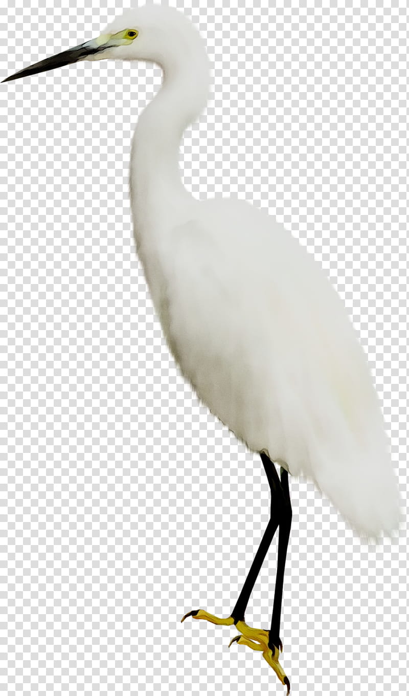 Crane Bird, Great Egret, White Stork, Heron, Ibis, Beak, Water Bird, Wader transparent background PNG clipart
