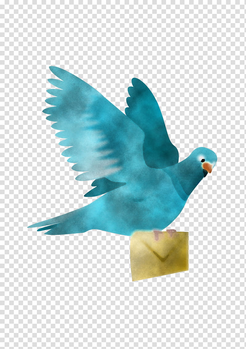 columbidae rock dove homing pigeon birds dove, Dove, Pigeon Post, Whitewinged Dove, English Carrier Pigeon, Release Dove, Fancy Pigeon, Columbiformes transparent background PNG clipart