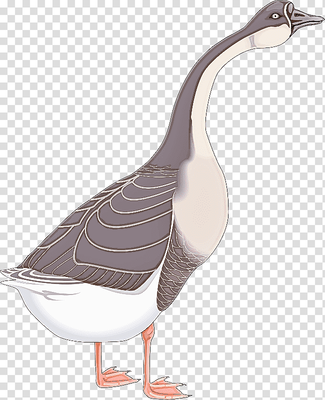 Feather, Duck, Goose, Greylag Goose, Birds, Poultry, Water Bird transparent background PNG clipart