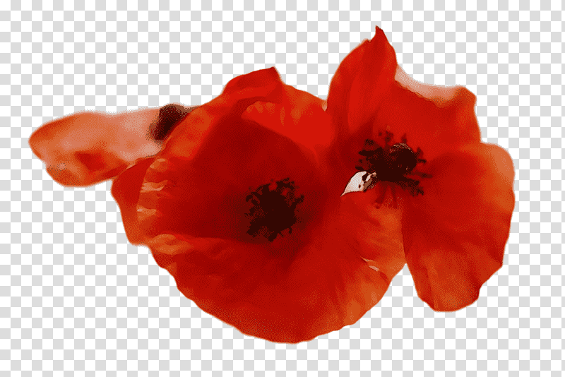 flower petal coquelicot 0jc the poppy family, Watercolor, Paint, Wet Ink, Plants, Biology, Seed Plants transparent background PNG clipart