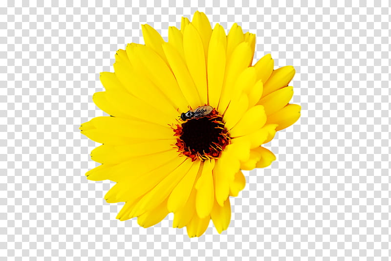 Floral design, Transvaal Daisy, Flower, Chrysanthemum, Orange, Cartoon, Cut Flowers, Petal transparent background PNG clipart