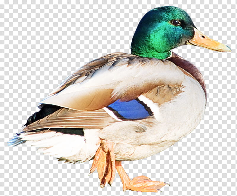 bird duck mallard water bird ducks, geese and swans, Ducks Geese And Swans, Waterfowl, Beak, American Black Duck, Pato, Live transparent background PNG clipart