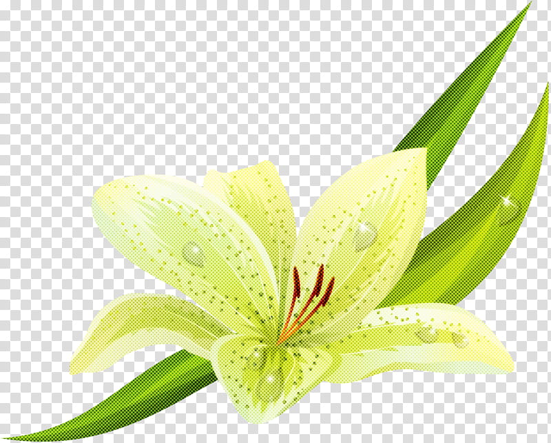 flower plant amaryllis belladonna lily petal, Stargazer Lily, Terrestrial Plant, Hippeastrum, Lily Family, Anthurium, Crinum, Daylily transparent background PNG clipart