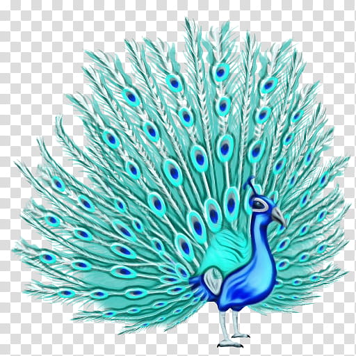 Cartoon Bird, Peafowl, Feather, Teal, Beak, Tail, Indian Peafowl, Turquoise transparent background PNG clipart