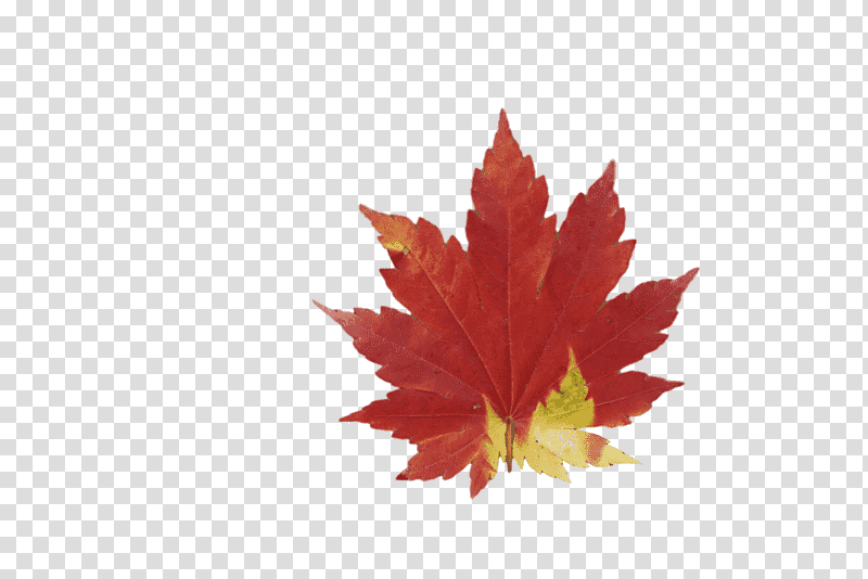 leaf maple leaf / m maple science plants, Maple Leaf M, Biology, Plant Structure transparent background PNG clipart