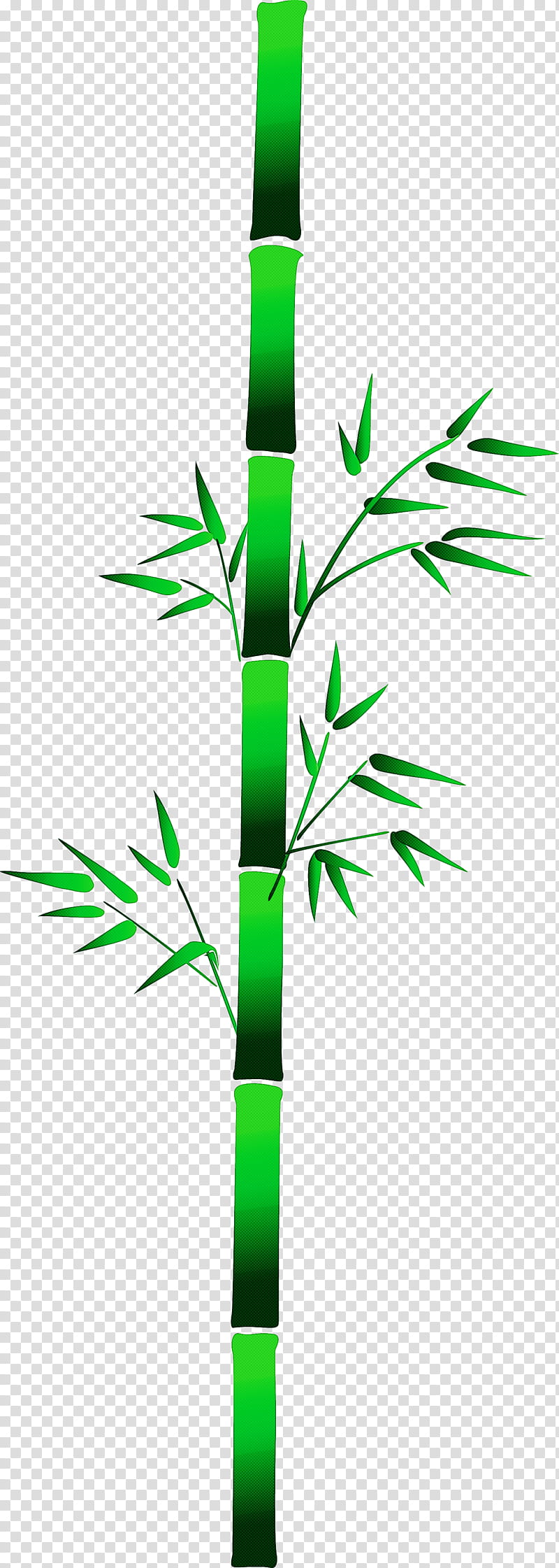 bamboo leaf, Plant Stem, Grass, Grass Family, Line, Tree, Flower transparent background PNG clipart