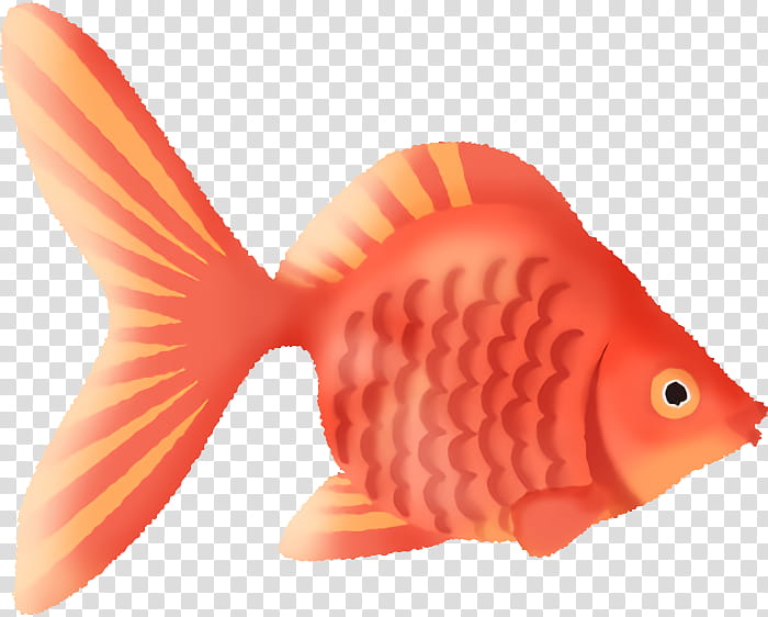 fish fish fin goldfish fish products, Animal Figure, Tail, Bonyfish, Snapper, Coral Reef Fish, Rayfinned Fish, Butterflyfish transparent background PNG clipart