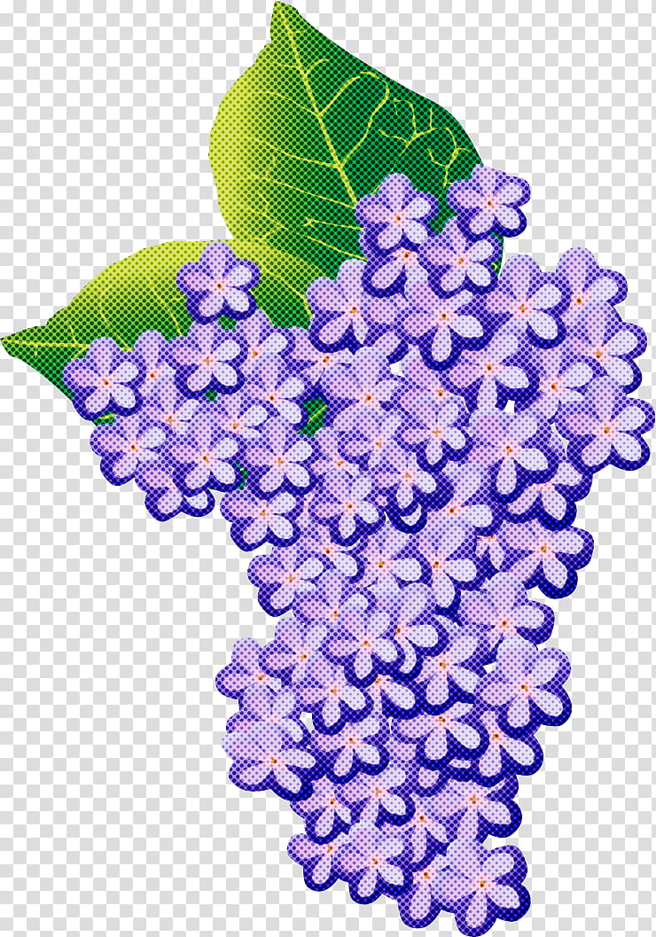 Hydrangea Summer Flower, Lilac, Leaf, Lavender, Shrub, Floral Design, Rose, French Hydrangea transparent background PNG clipart