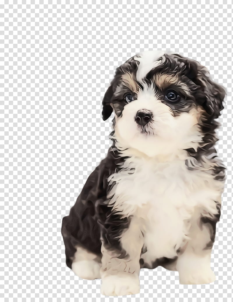 Cute Dog, Pet, Animal, Poodle, Puppy, Cavoodle, Tibetan Terrier, Australian Shepherd transparent background PNG clipart