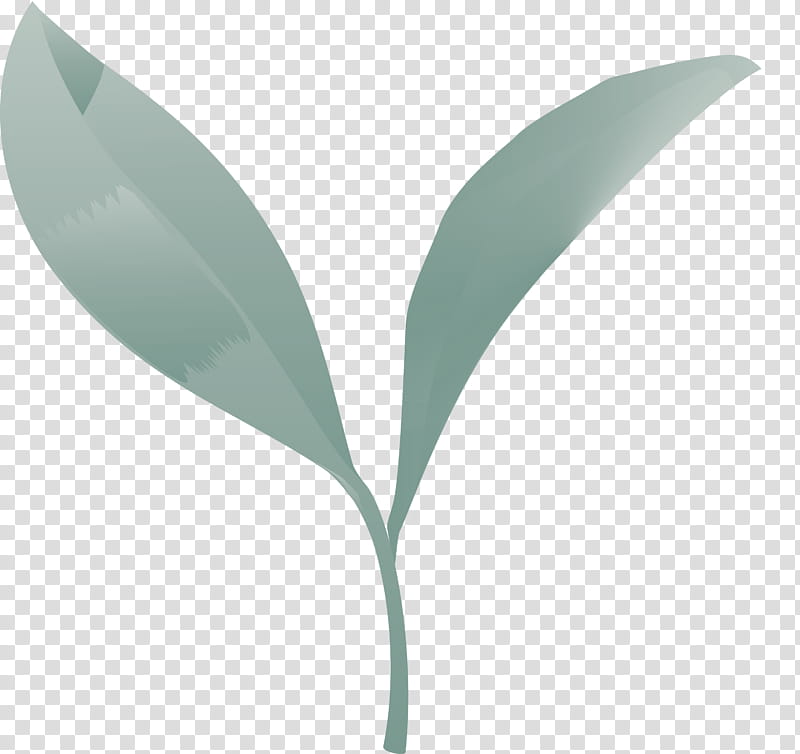 tea leaves leaf spring, Spring
, Green, Plant, Flower, Tree, Lily Of The Valley, Eucalyptus transparent background PNG clipart