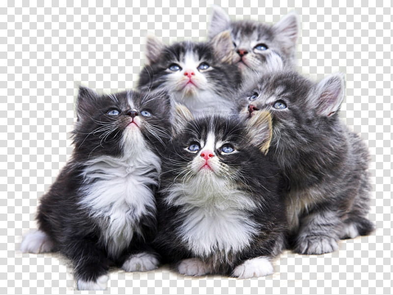 cat small to medium-sized cats kitten norwegian forest cat whiskers, Small To Mediumsized Cats, Persian, Domestic Longhaired Cat, British Longhair, Siberian, British Semilonghair, Ragamuffin transparent background PNG clipart