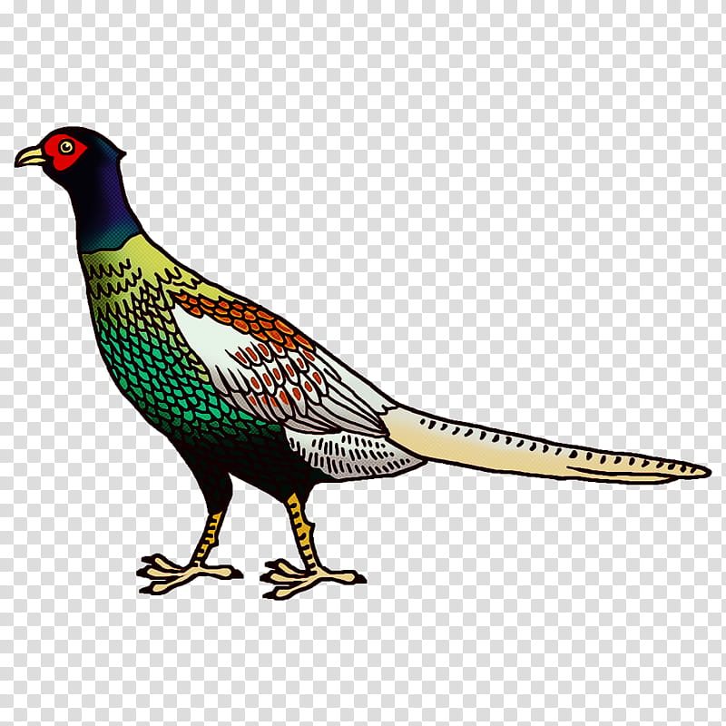 Cartoon Bird, Cartoon, Pheasant, Feather , Feather Turquoise, Chicken, Teal , Beak transparent background PNG clipart