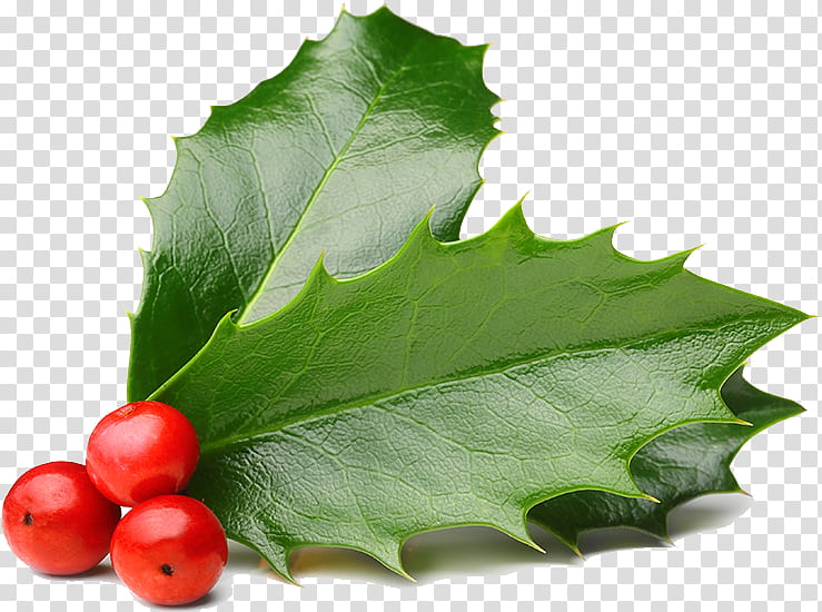 Holly, Leaf, Plant, Flower, American Holly transparent background PNG clipart