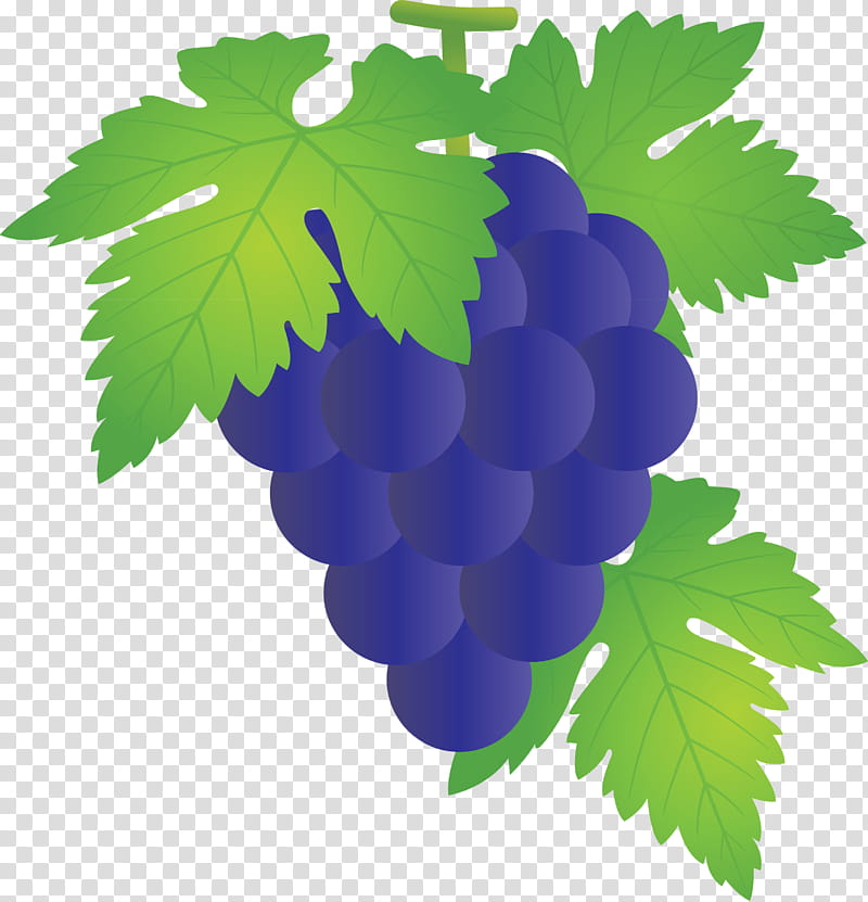 grape grapes fruit, Grape Leaves, Leaf, Grapevine Family, Seedless Fruit, Plant, Vitis, Flower transparent background PNG clipart