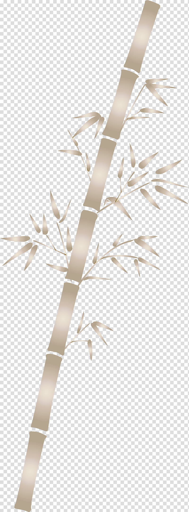 bamboo leaf, Branch, Twig, Tree, Plant, Grass Family, Plant Stem, Flower transparent background PNG clipart