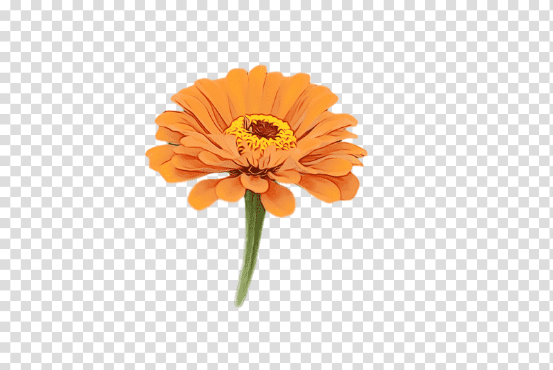 transvaal daisy cut flowers petal pot marigold flower, Watercolor, Paint, Wet Ink, Calendula, Plants, Seed Plants transparent background PNG clipart