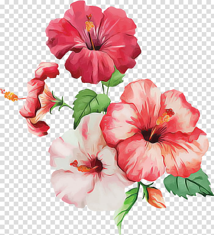 shoeblackplant hawaiian hibiscus watercolor painting flower petal, Common Hibiscus, Blue Hibiscus, Mallows, Plants transparent background PNG clipart